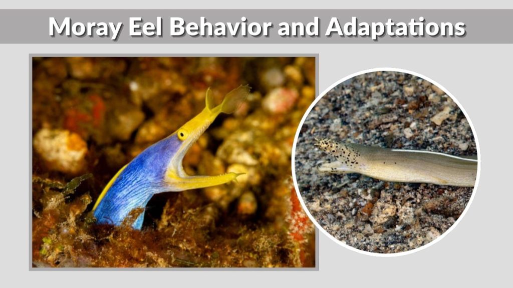 Moray Eel Behavior and Adaptations