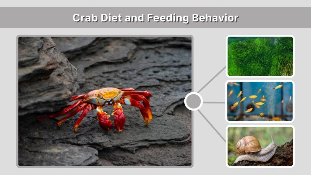 Crab Diet and Feeding Behavior