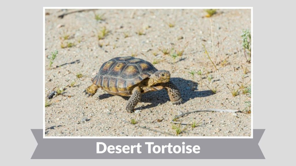 Desert Tortoise