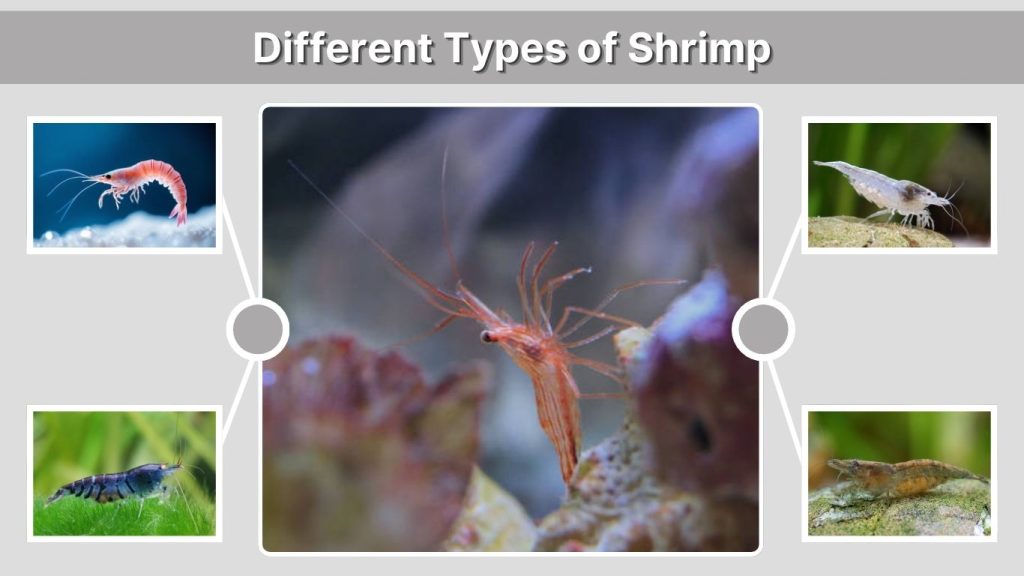 Different Types of Shrimp