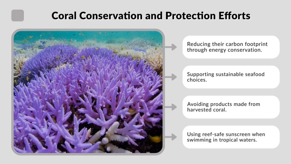 Coral Conservation and Protection Efforts
