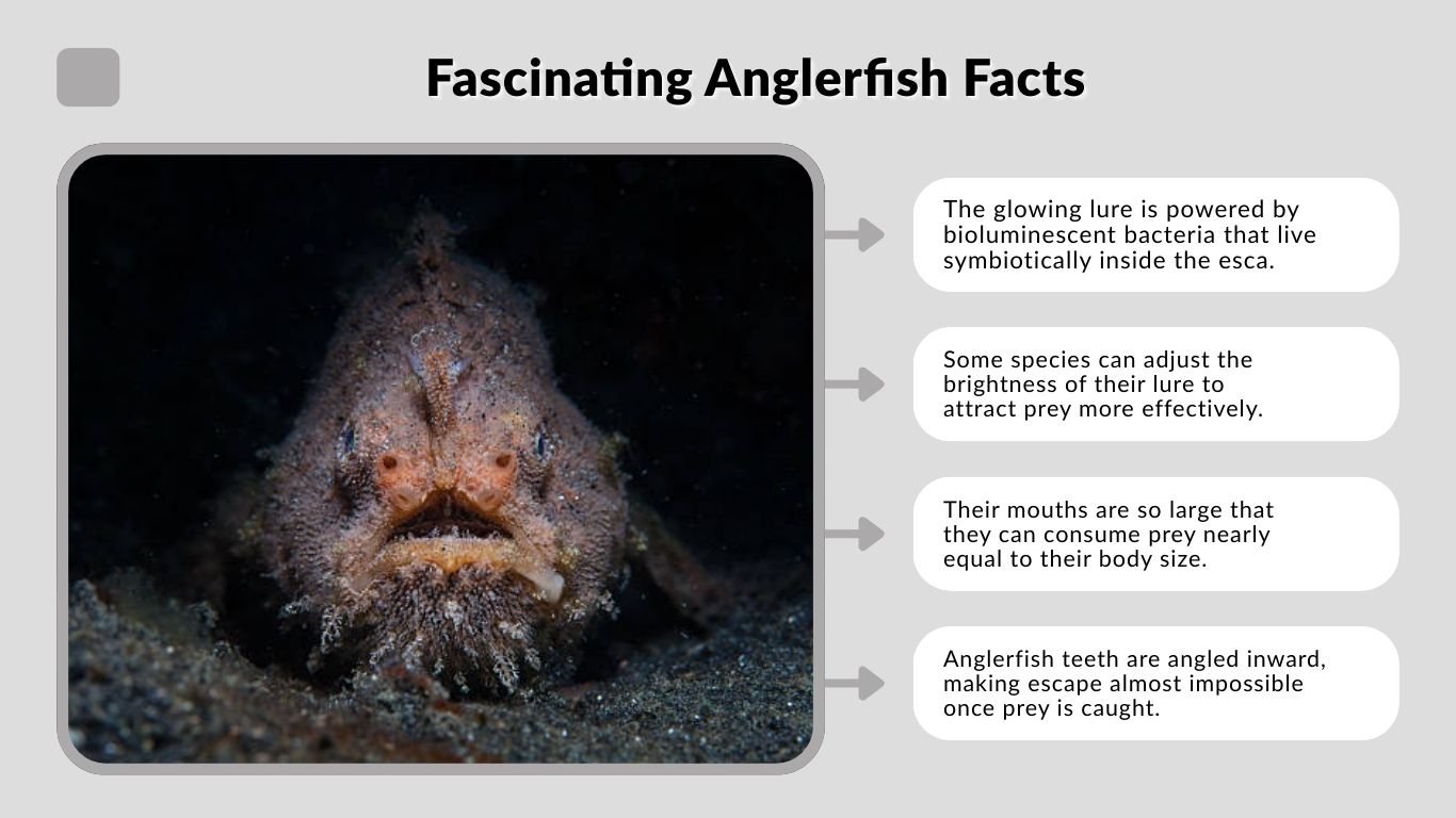 Angler Fish Features Anglerfish: Types, Diet, Lifespan & Fascinating Facts