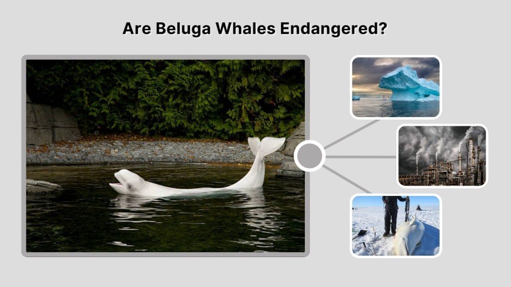 Are Beluga Whales Endangered?