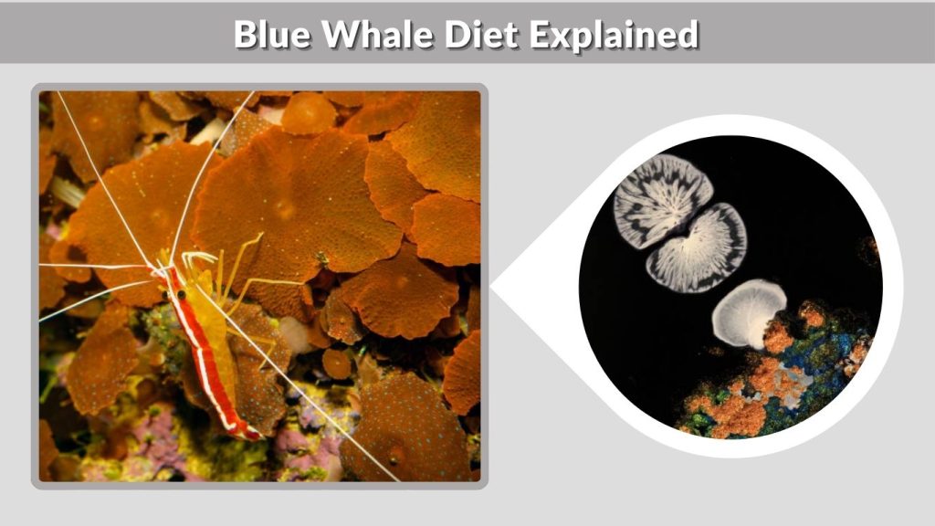 Blue Whale Diet Explained