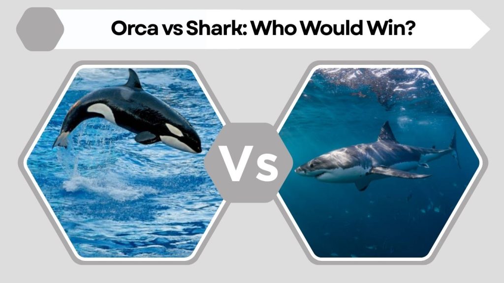 Orca vs Shark: Who Would Win?