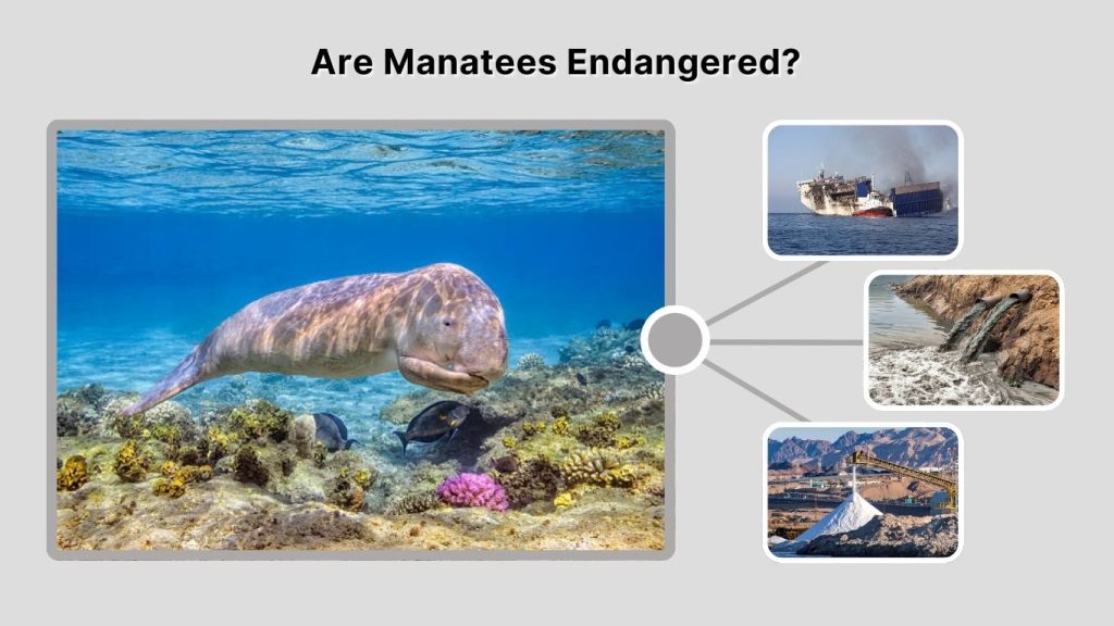 Are Manatees Endangered?