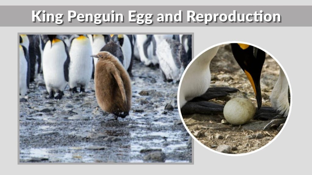 King Penguin Egg and Reproduction