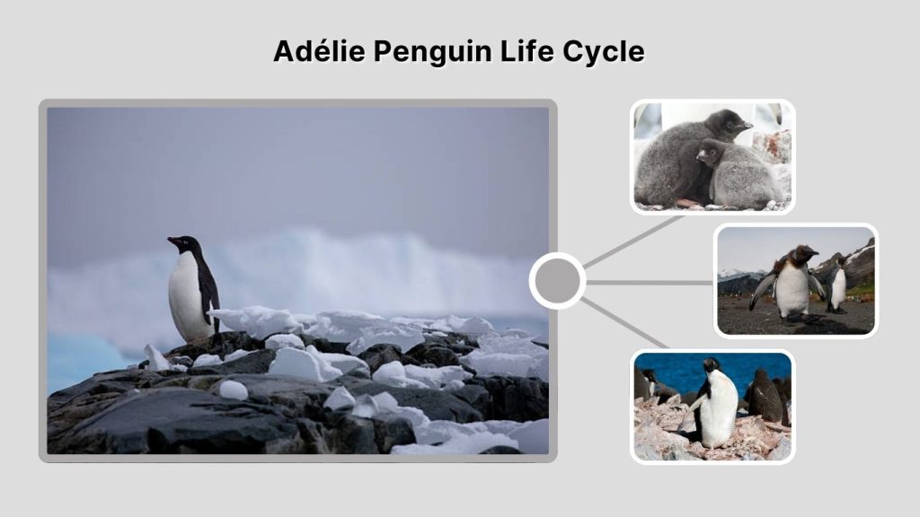 Adélie Penguin Life Cycle