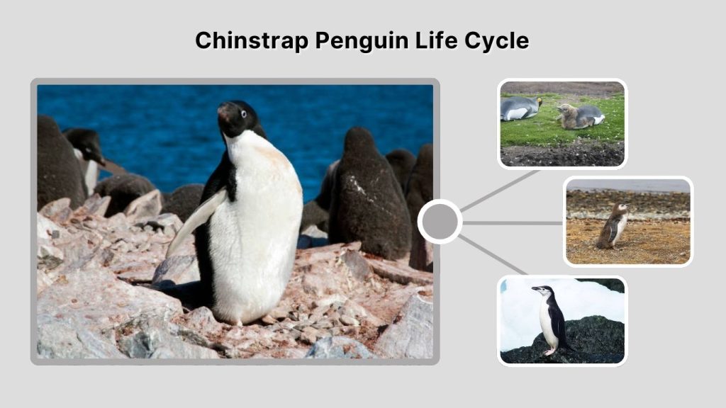 Chinstrap Penguin Life Cycle