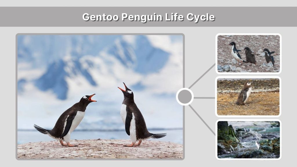 Gentoo Penguin Life Cycle