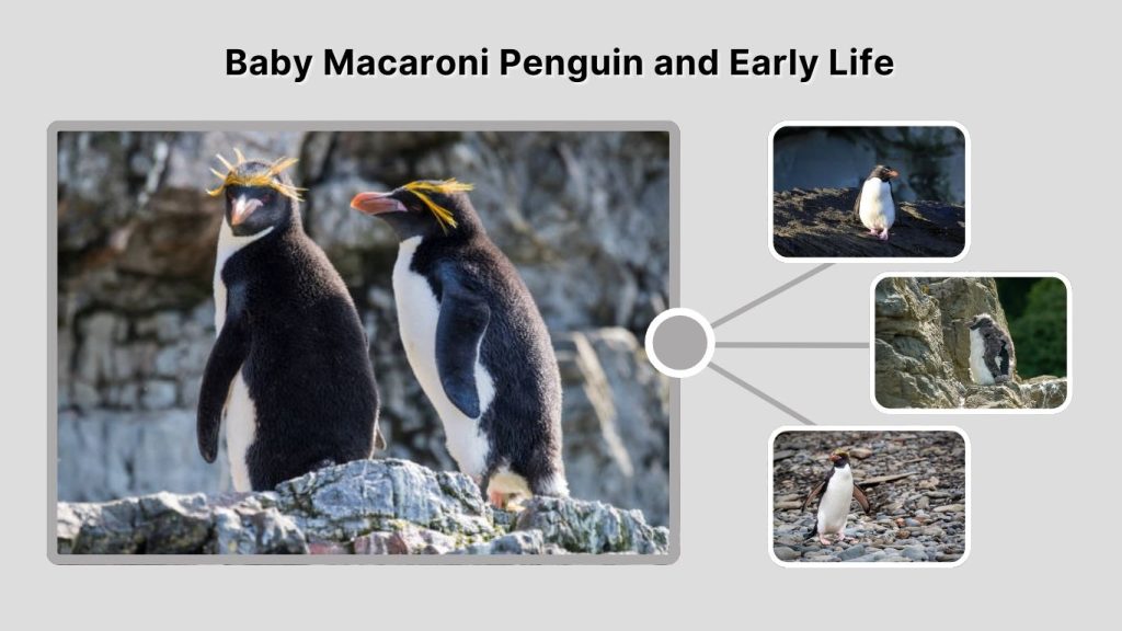 Baby Macaroni Penguin and Early Life