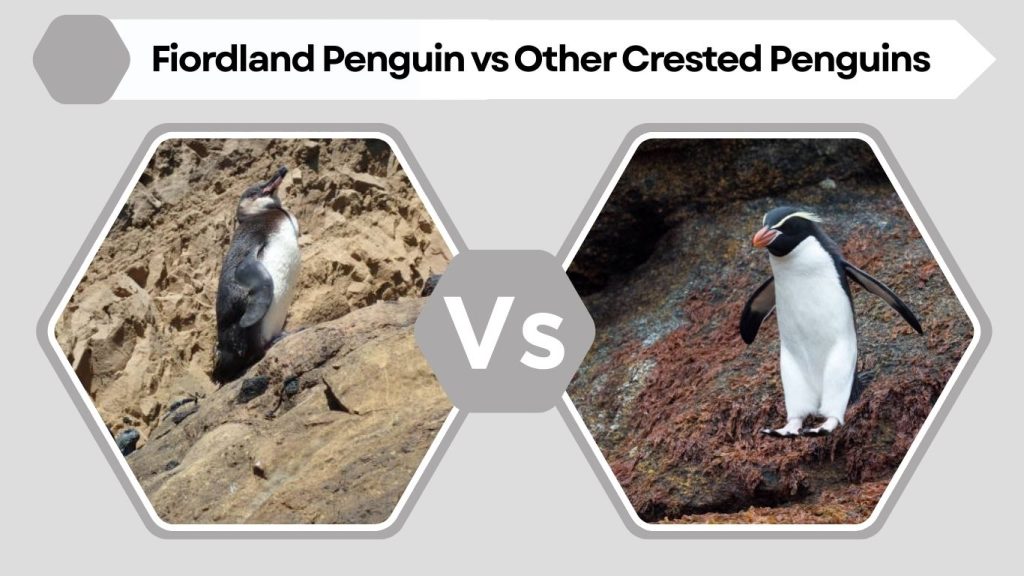 Fiordland Penguin vs Other Crested Penguins