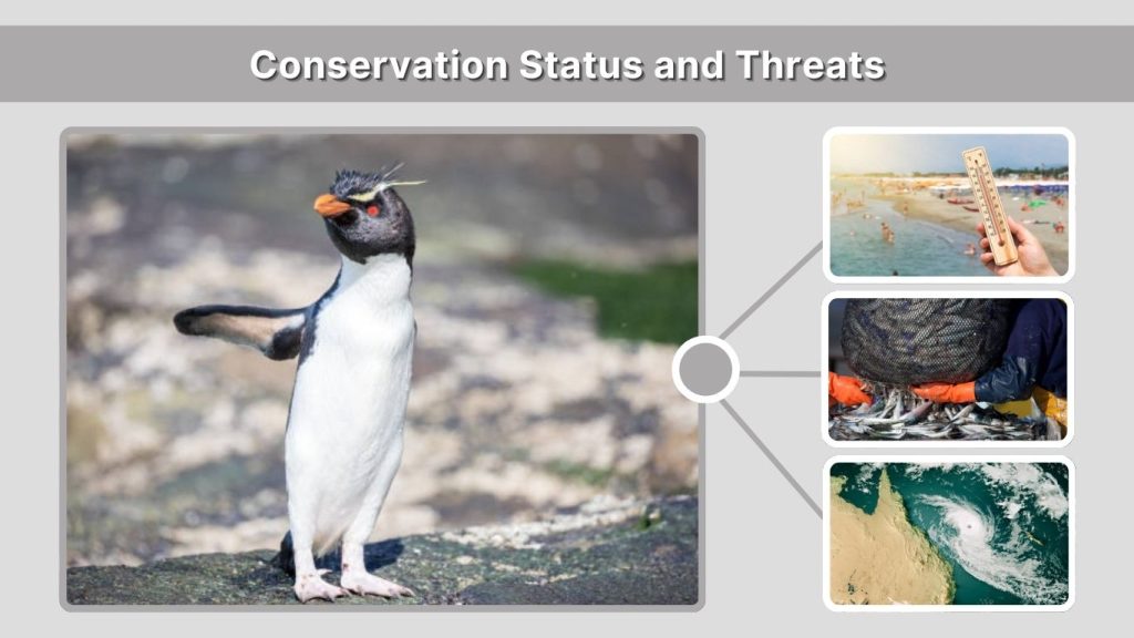 Conservation Status and Threats