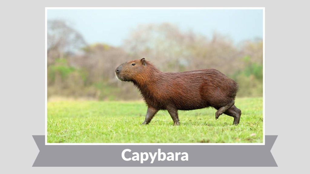  Capybara
