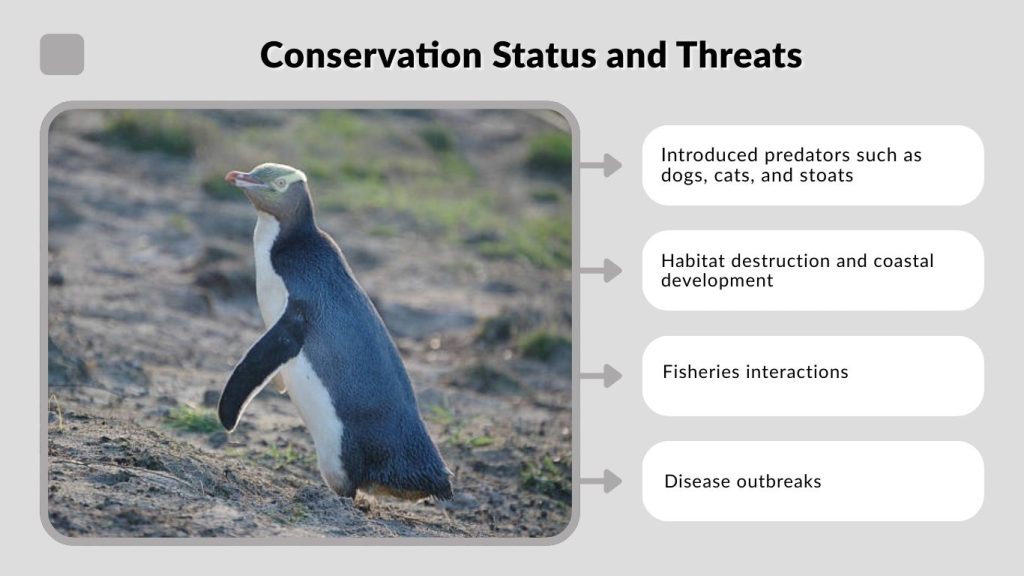 Conservation Status and Threats