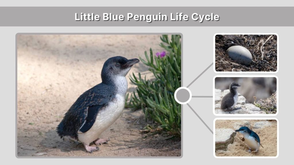 Little Blue Penguin Life Cycle