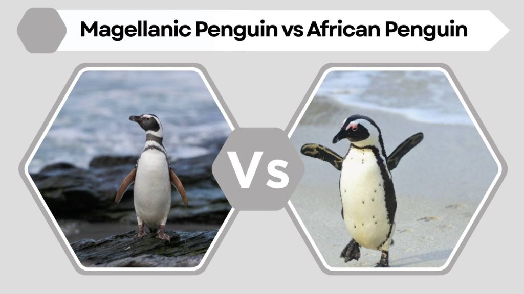 Magellanic Penguin vs African Penguin