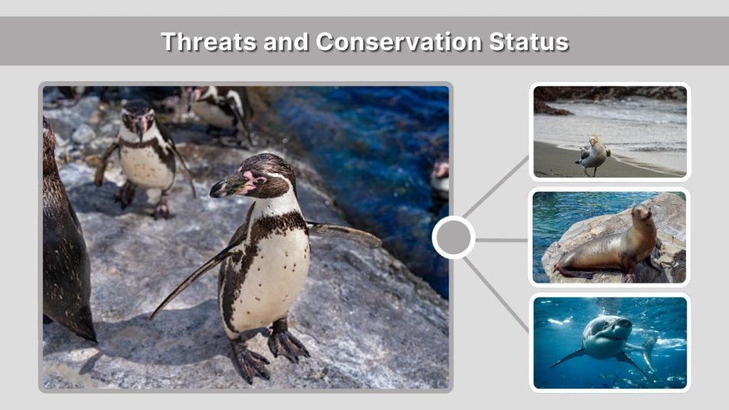 Threats and Conservation Status