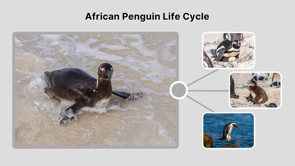 African Penguin Life Cycle
