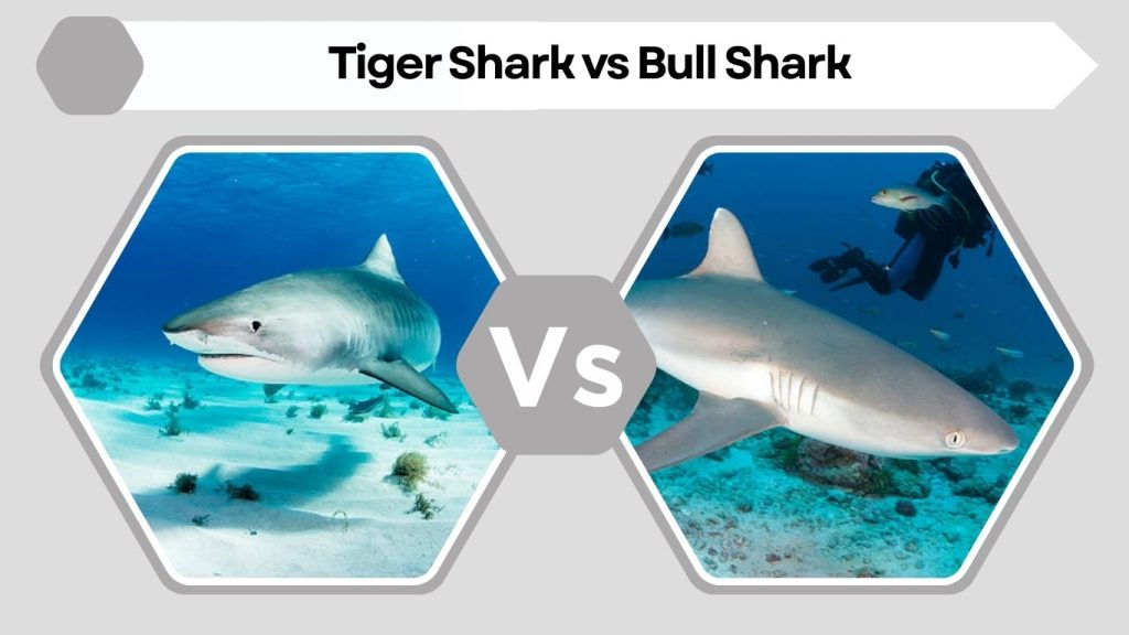 Tiger Shark vs Bull Shark