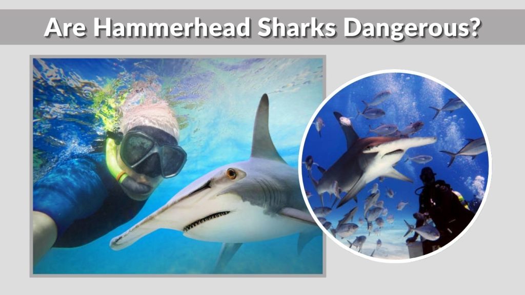 Are Hammerhead Sharks Dangerous?