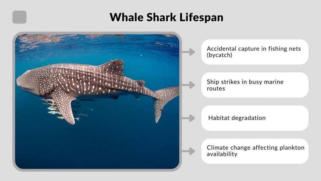 Whale Shark Lifespan