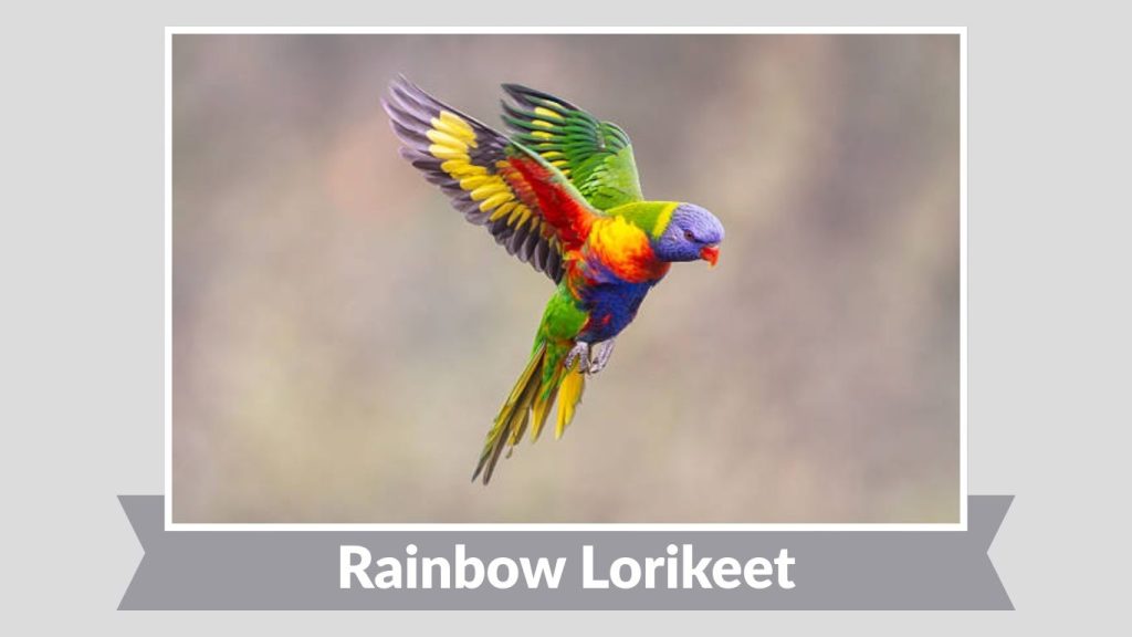 Rainbow Lorikeet