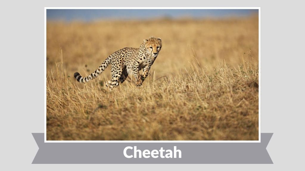 Cheetah (Acinonyx jubatus)