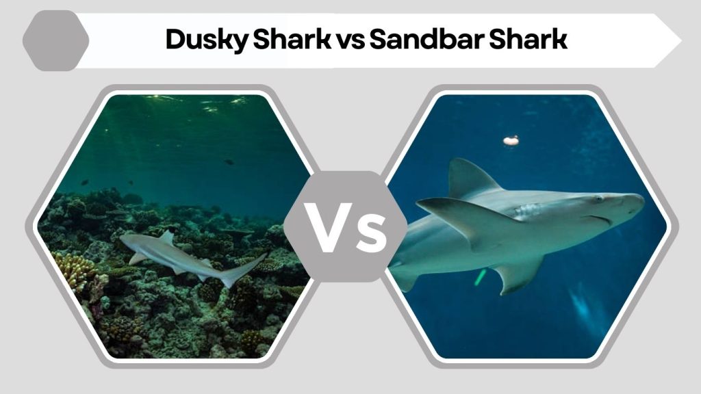 Dusky Shark vs Sandbar Shark
