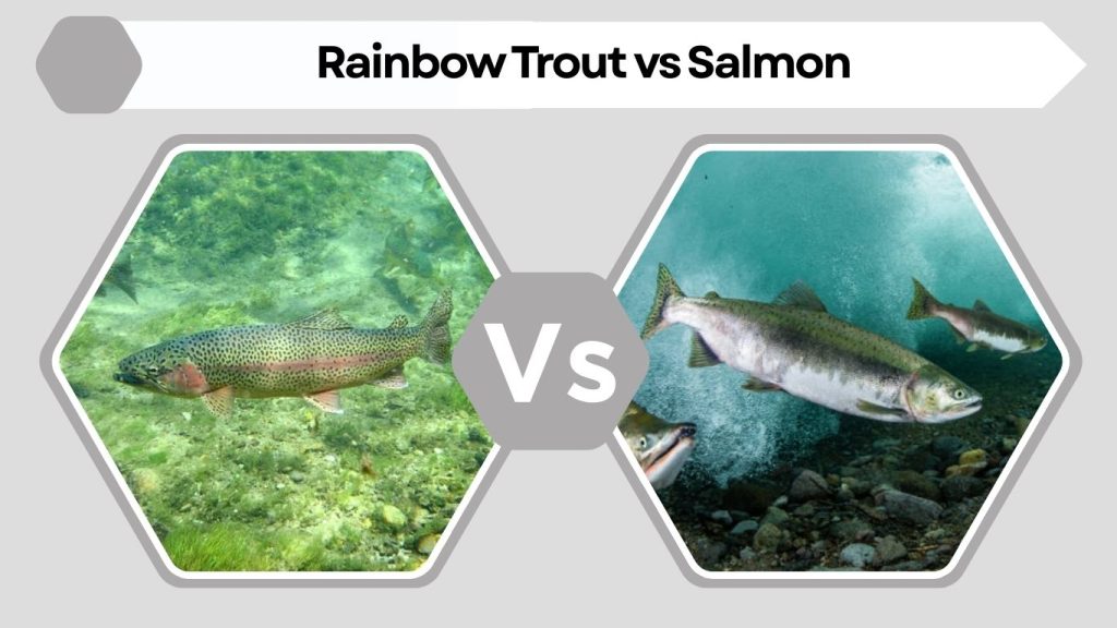 Rainbow Trout vs Salmon