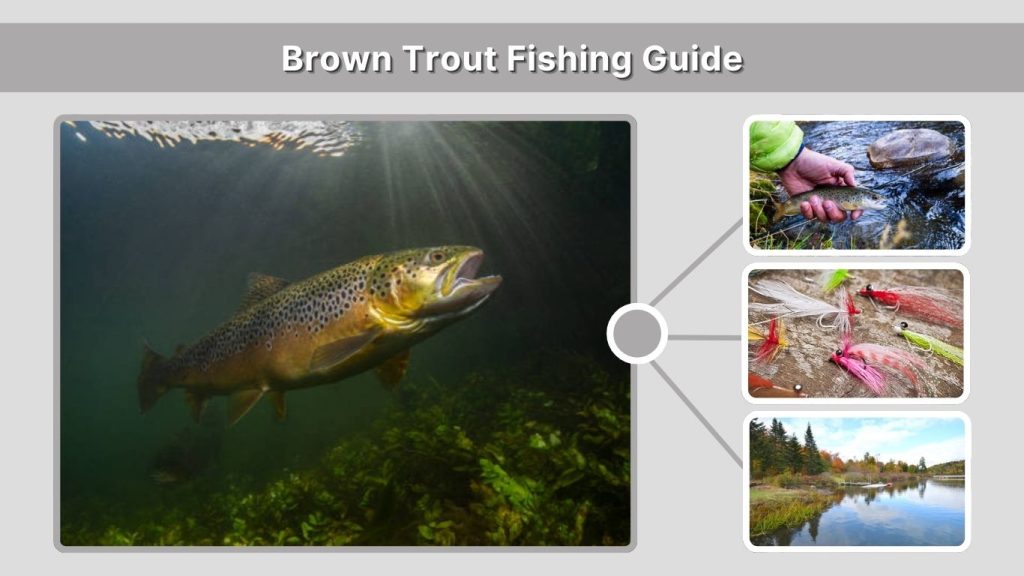 Brown Trout Fishing Guide
