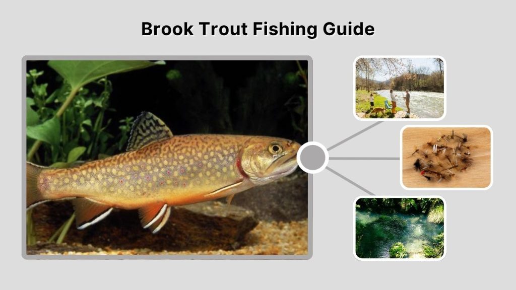 Brook Trout Fishing Guide