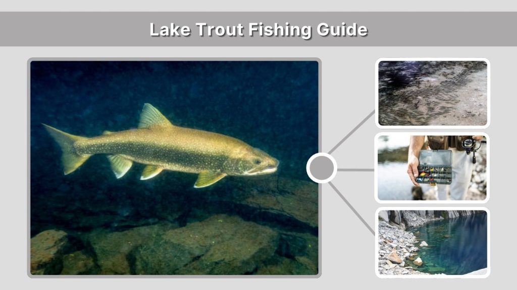 Lake Trout Fishing Guide