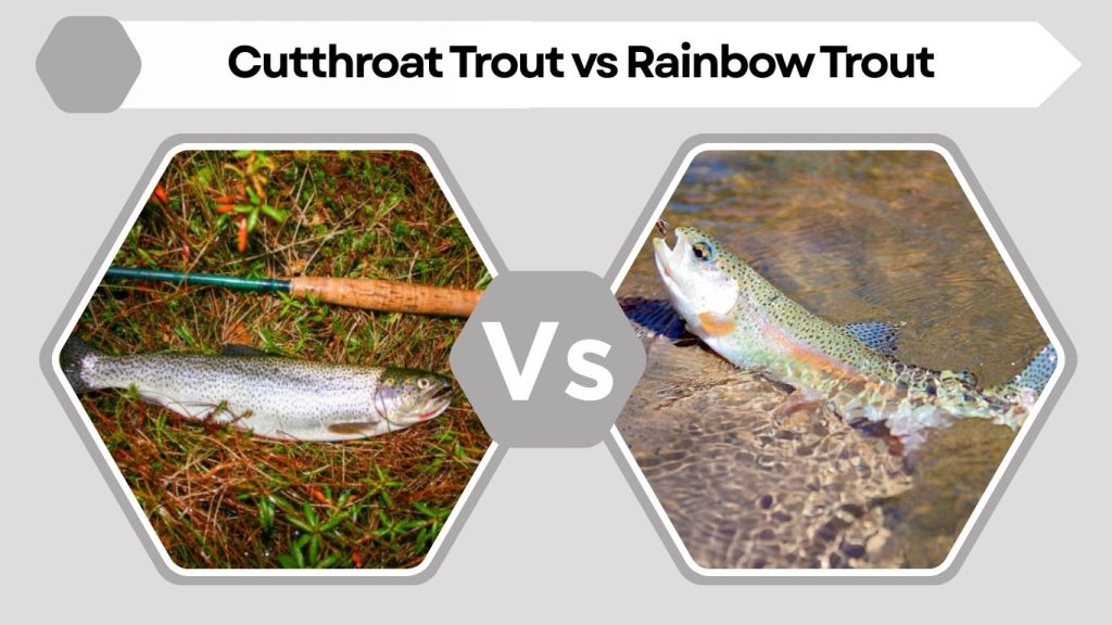 Cutthroat Trout vs Rainbow Trout