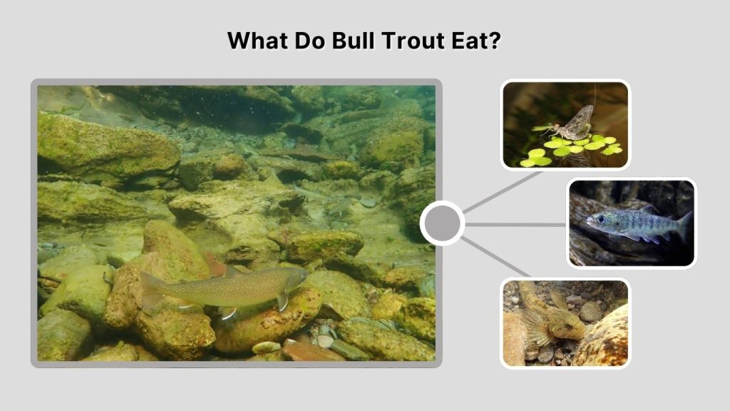 What Do Bull Trout Eat?