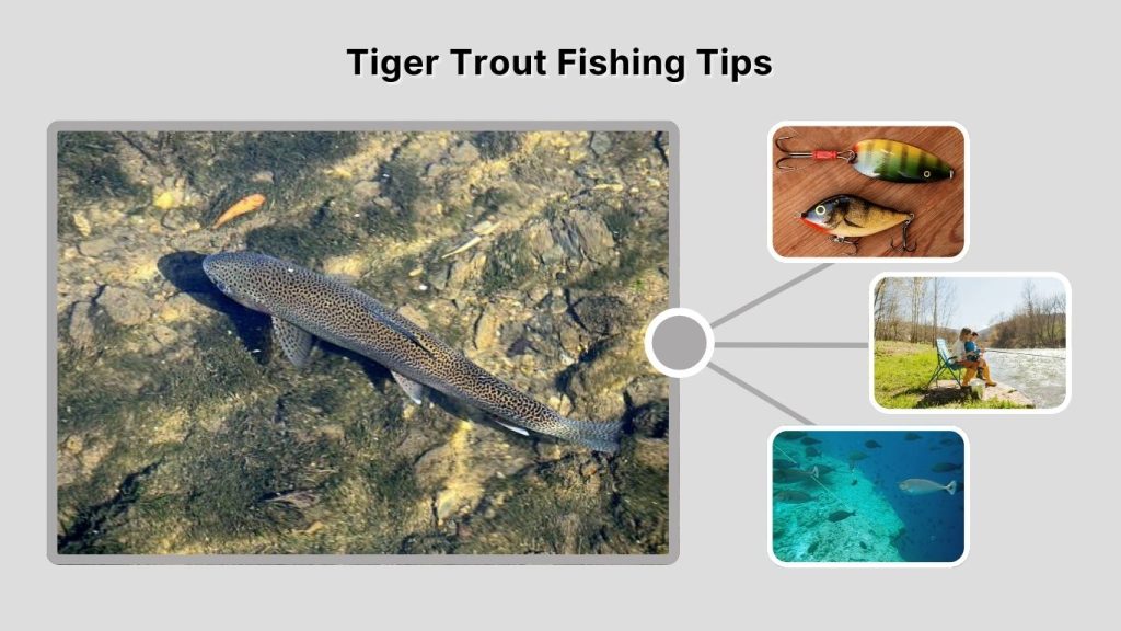 Tiger Trout Fishing Tips
