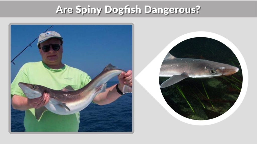 Are Spiny Dogfish Dangerous?