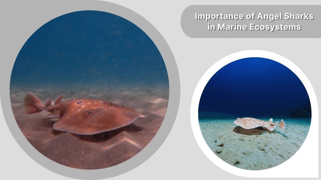 Importance of Angel Sharks in Marine Ecosystems