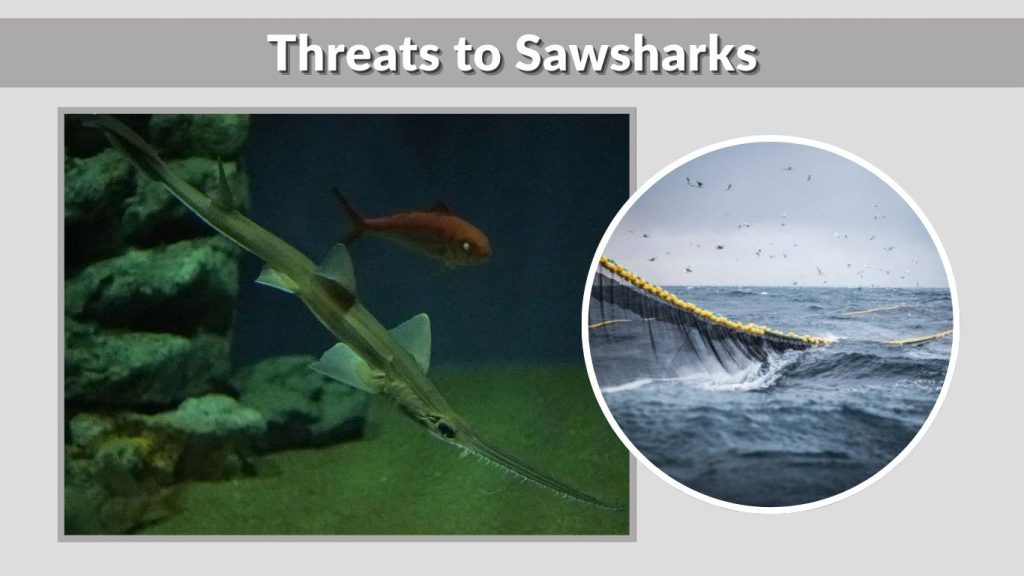 Threats to Sawsharks