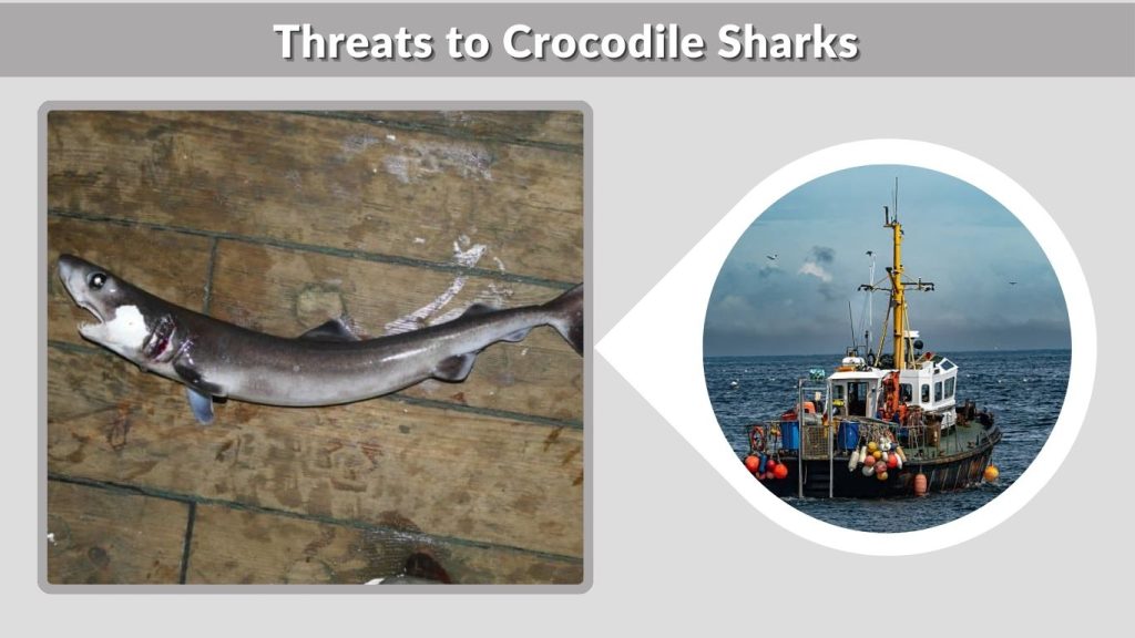 Threats to Crocodile Sharks