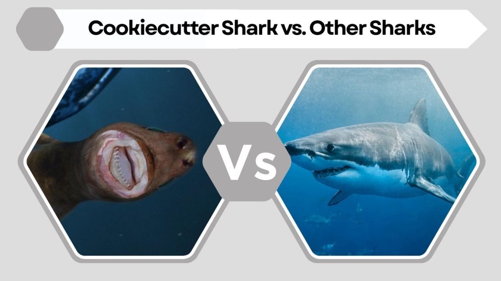 Cookiecutter Shark vs. Other Sharks