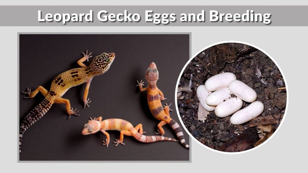 Leopard Gecko Eggs and Breeding