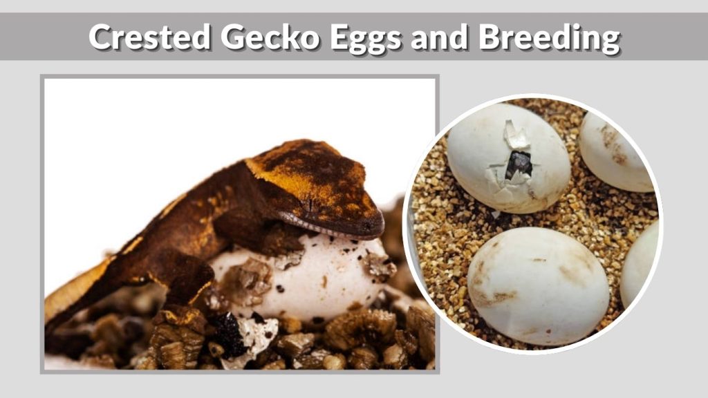 Crested Gecko Eggs and Breeding