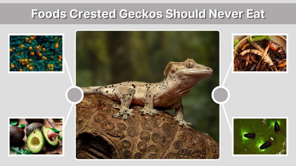 Foods Crested Geckos Should Never Eat