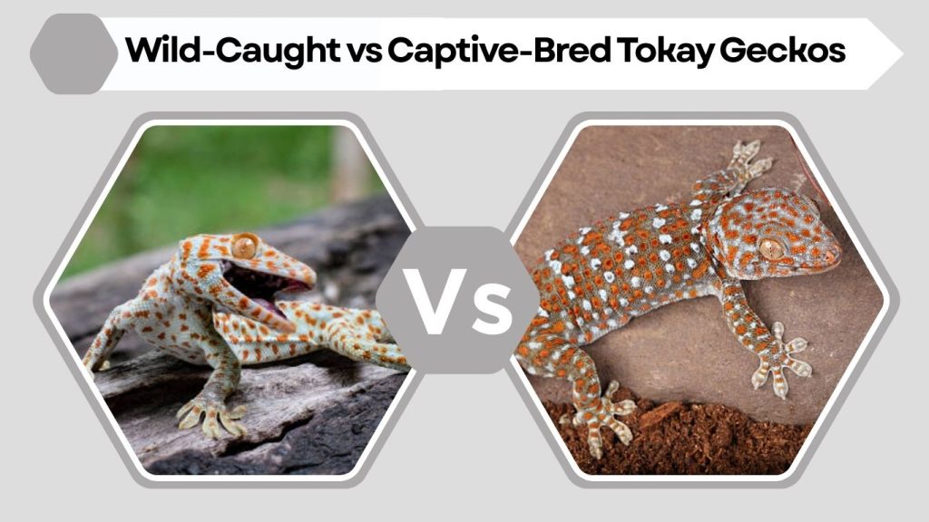 Wild-Caught vs Captive-Bred Tokay Geckos