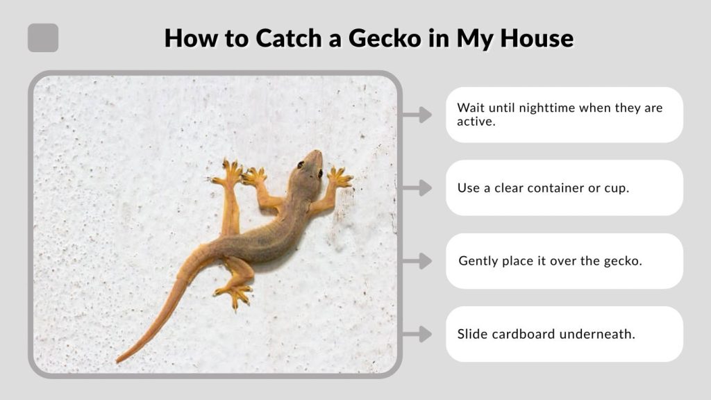 How to Catch a Gecko in My House