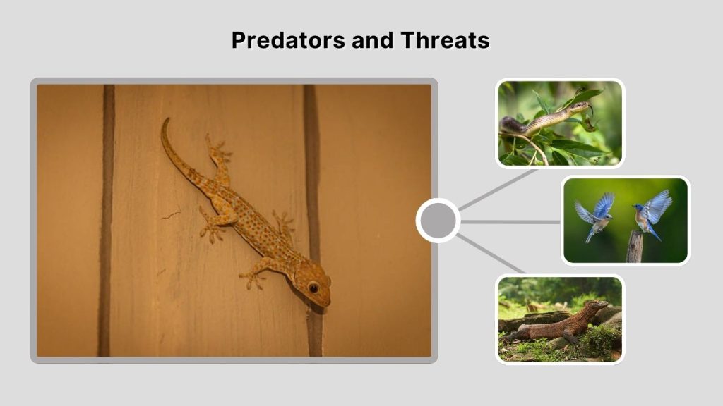 Predators and Threats