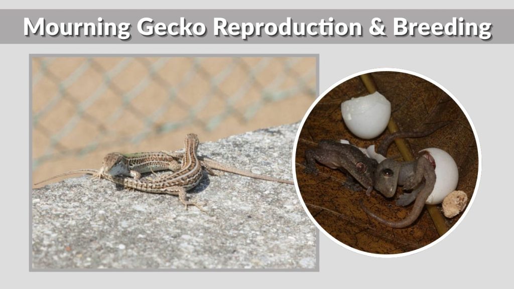 Mourning Gecko Reproduction & Breeding