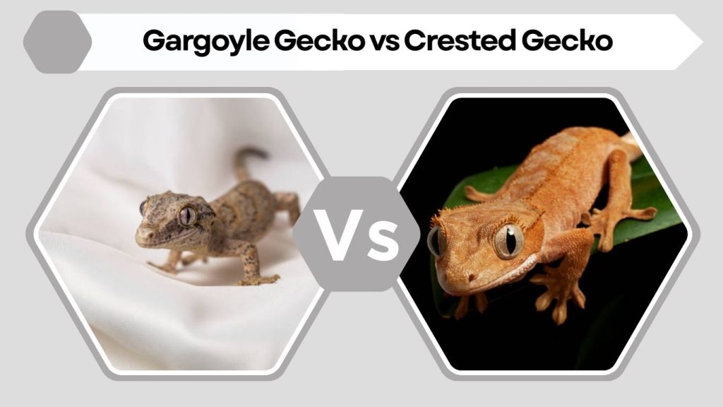Gargoyle Gecko vs Crested Gecko