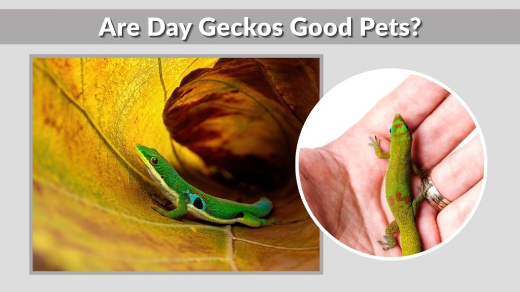 Are Day Geckos Good Pets?